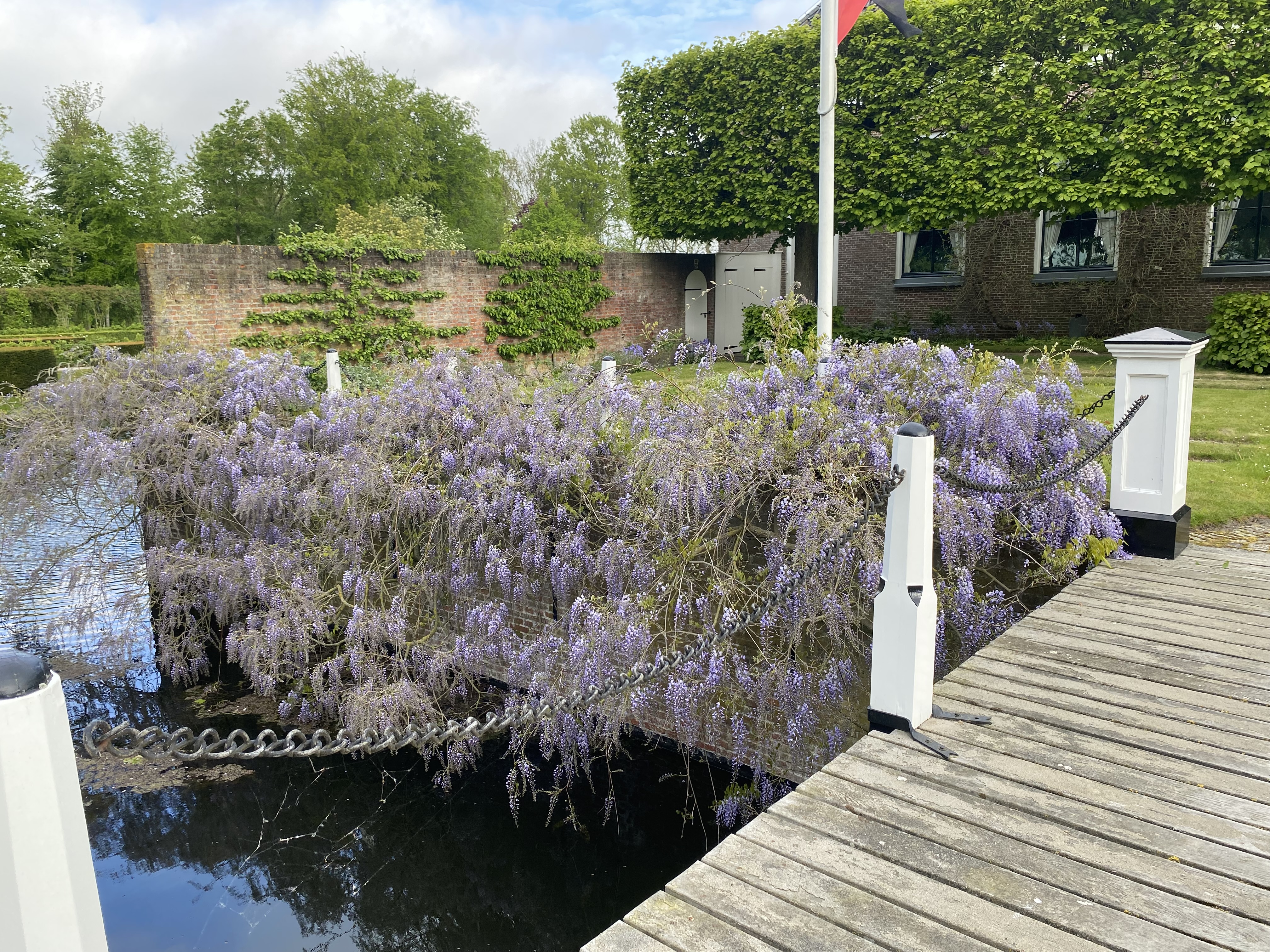 Blauwe regen