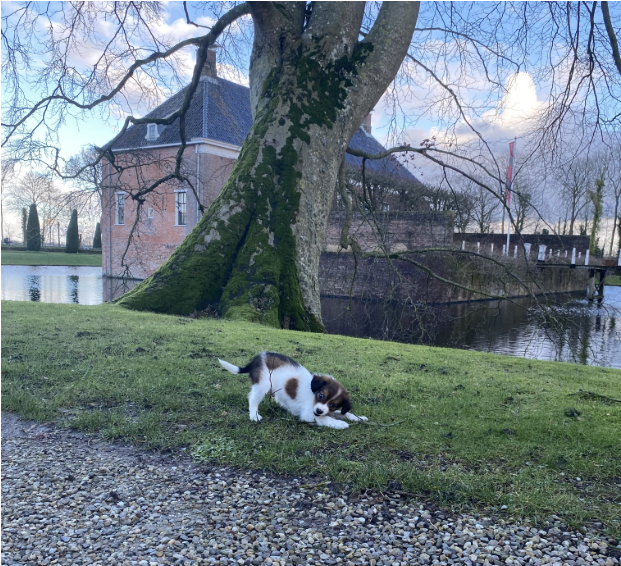 Hond Odin bij de borg -1